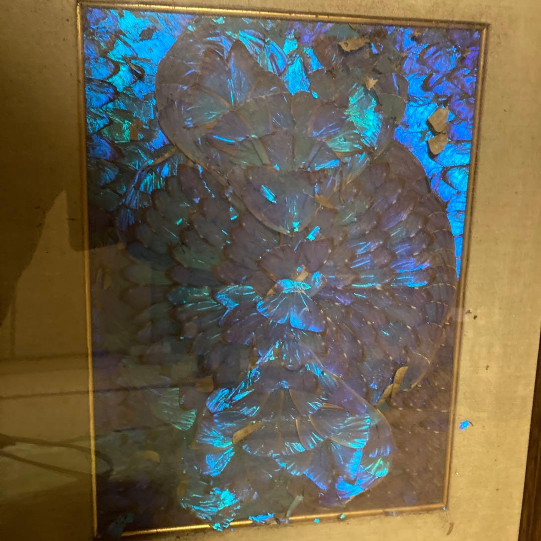 南米モルフォ蝶　羽根　標本　絵画 楽天市場】蝶の標本コレクション 「レテノールモルフォ」 : 仏像・掛軸