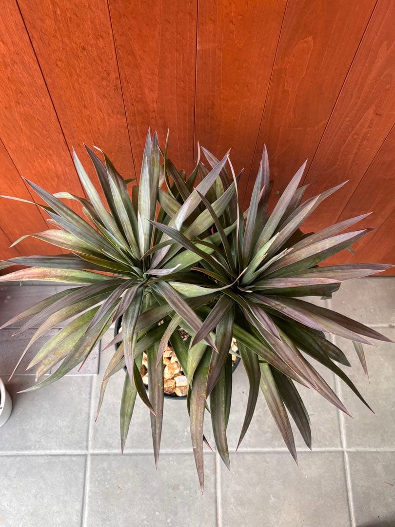 ユッカ　デスメティアーナ　幹立ち　3頭　極太　値下げ！