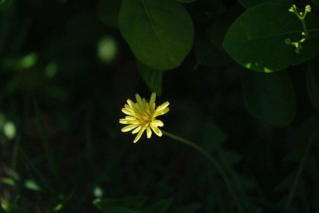 レンズ(ズーム) xf55-200 f3.5-4.8