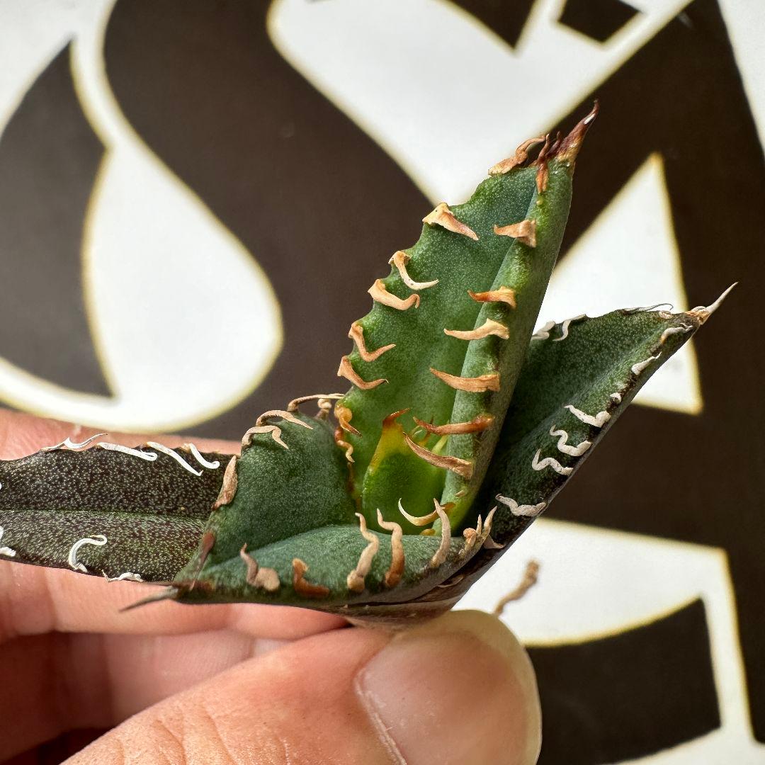 海*祐様 531【上澳園芸 アガベ チタノタ shangao-011 月蝕 優良 - メルカリ