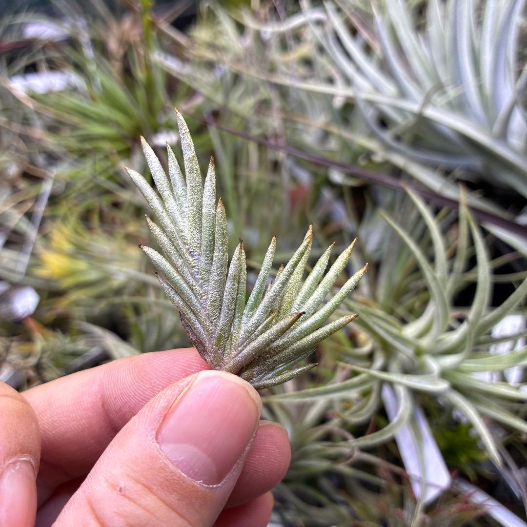 Tillandsia capillaris 白花　専用出品 Tillandsia capillaris Type 4 - Miniature!