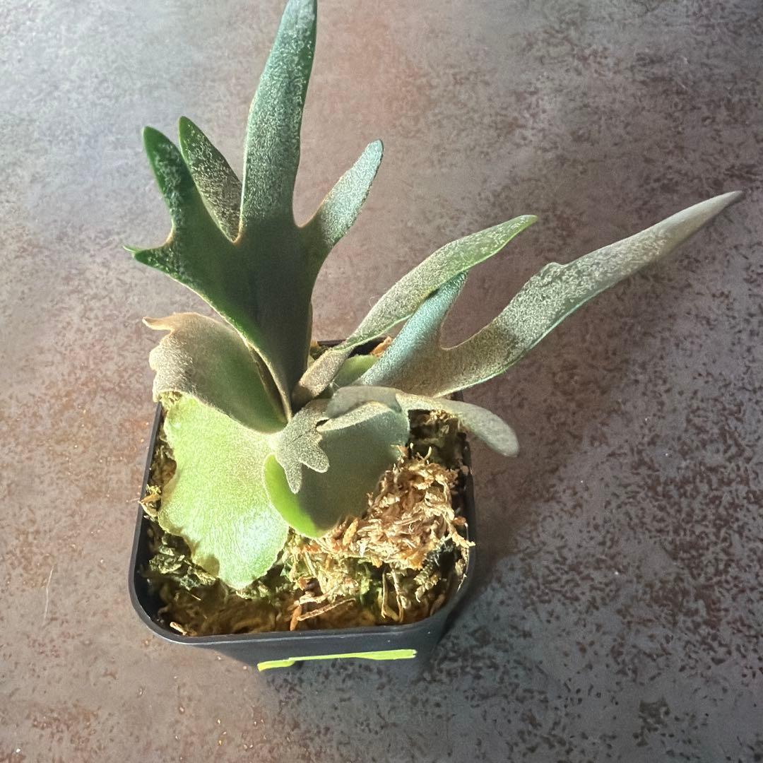 ビカクシダ ウィリンキー ジュエル P.Jewel Sporeling - メルカリ