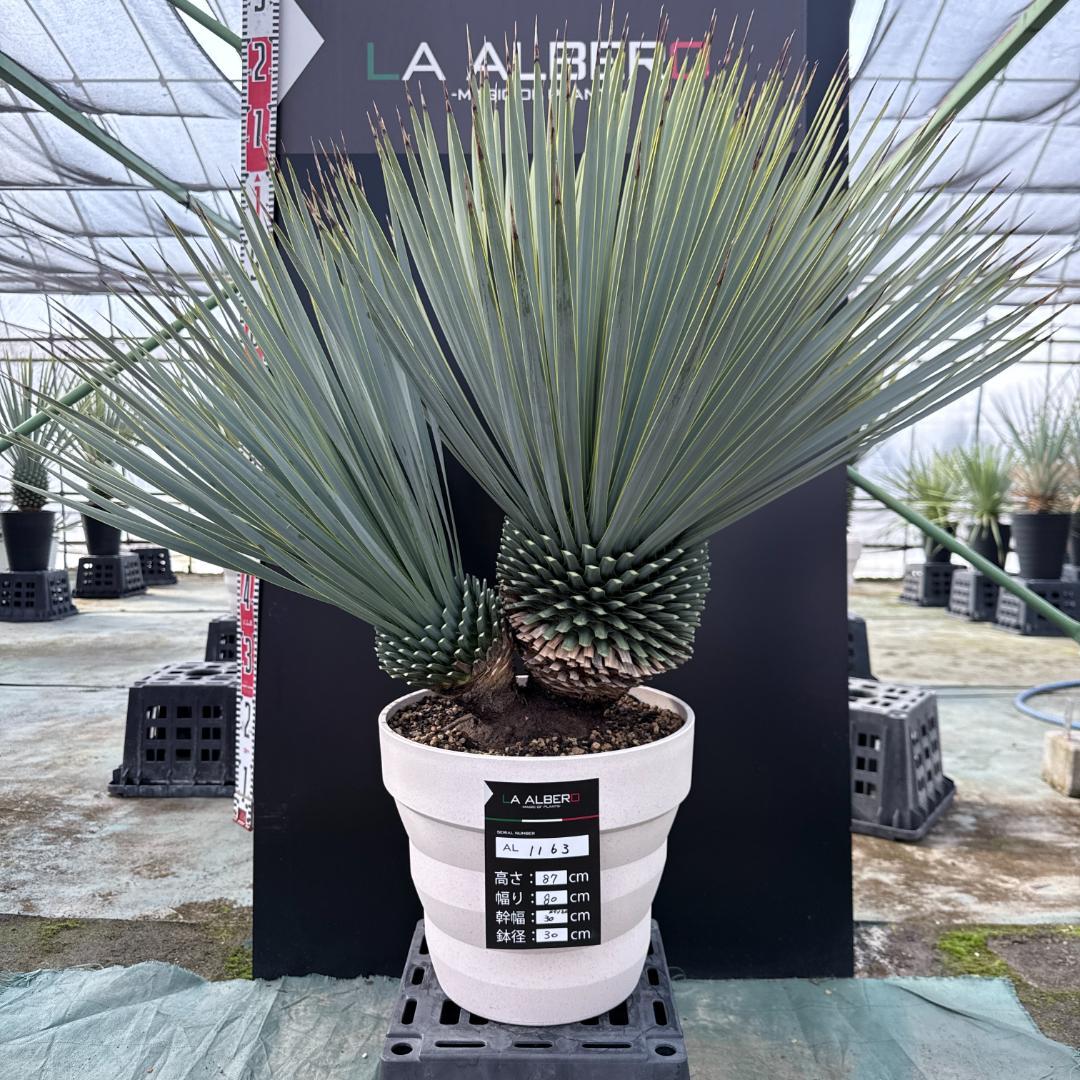 【AL1163】ユッカ　ロストラータ ユッカ・ロストラータ ドライガーデンの定番 寒さ、暑さにも強いです。