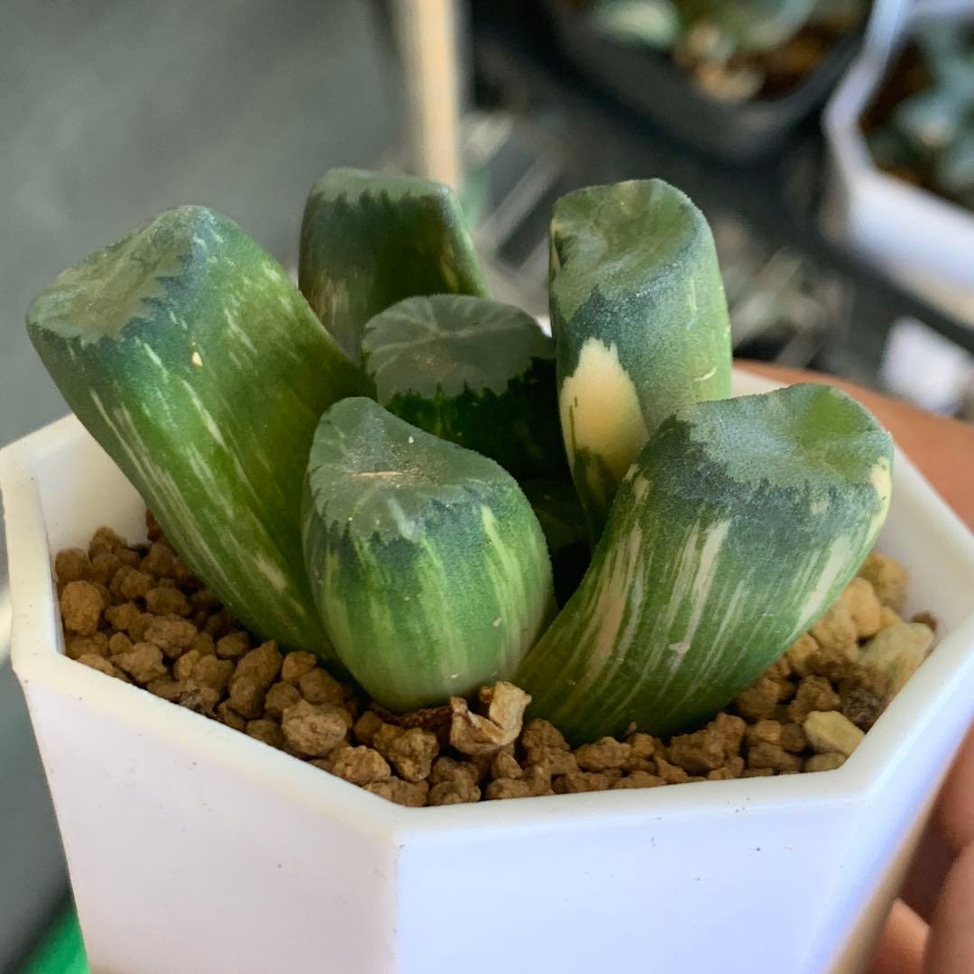 多肉植物 ハオルチア 万象錦 覇王 - メルカリ