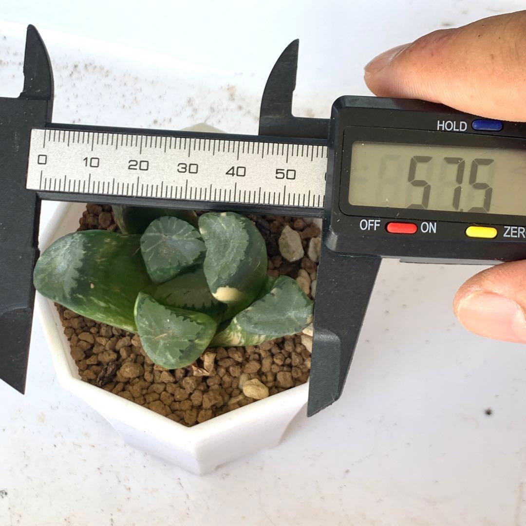 多肉植物 ハオルチア 万象錦 覇王 - メルカリ