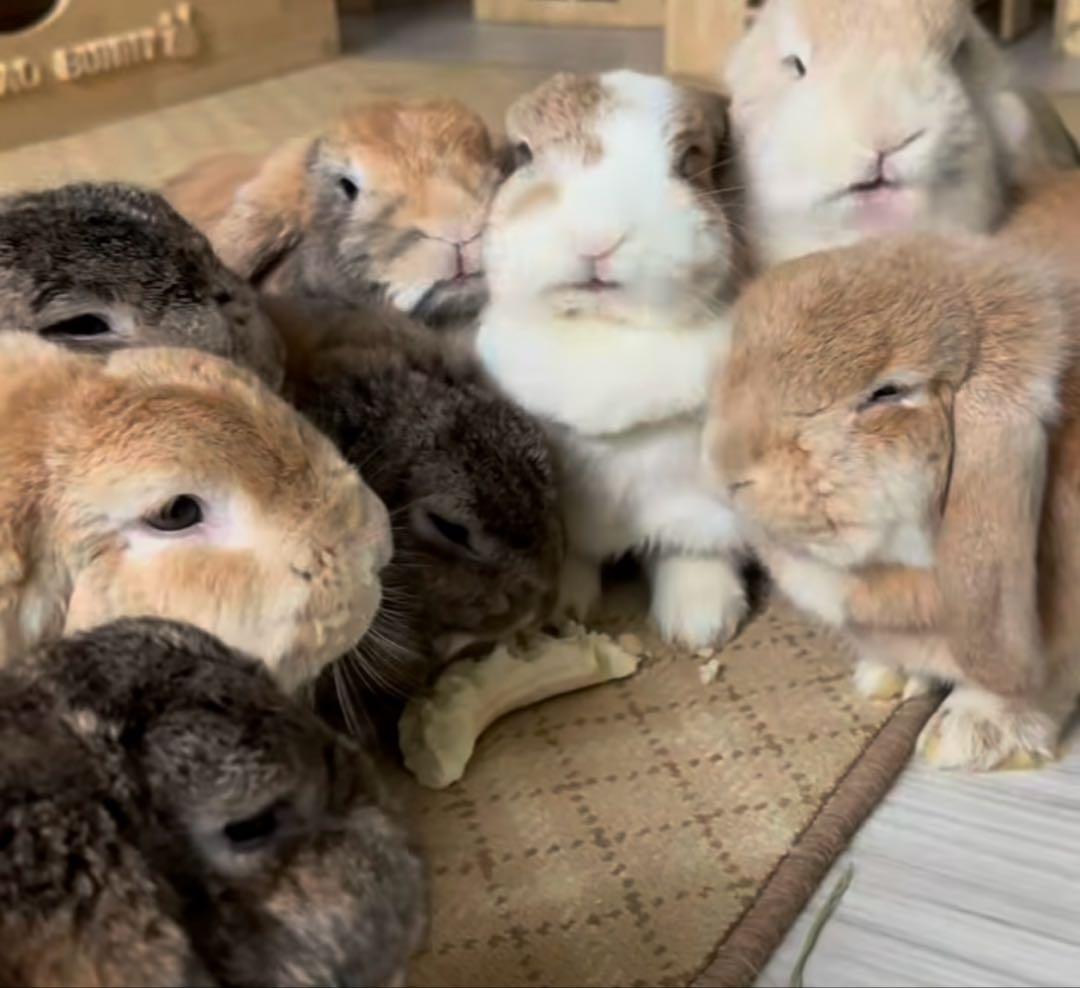 日向木穂子ページ 日向きょう◇2/6あし恋最終巻！🌸 (@hinatakyoooo) / Posts / X