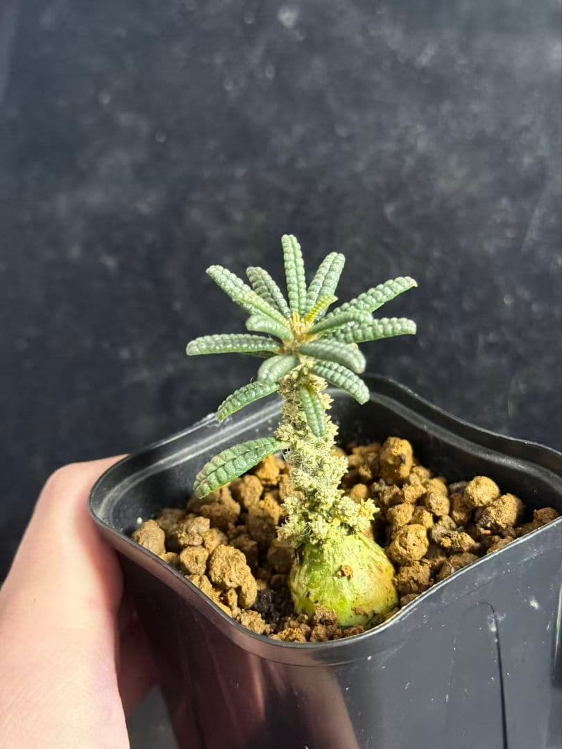 ドルステニア・ギガス ブルラタタイプ 実生株｜発根済み 鉢植え発送