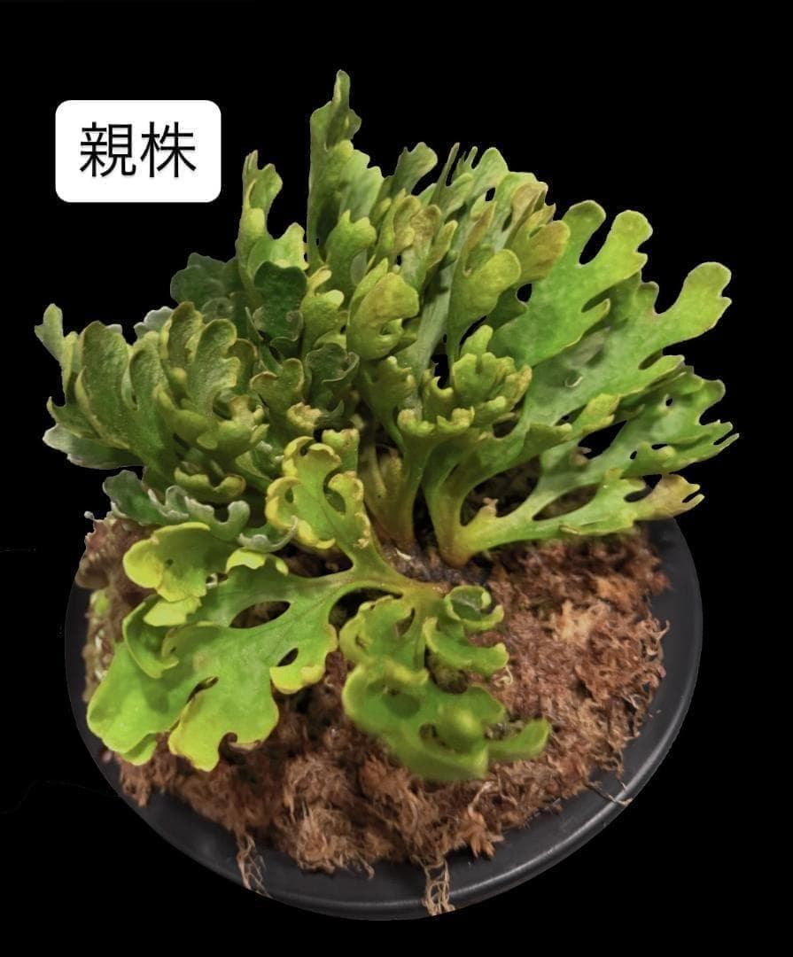 ビカクシダ リドレイ ドワーフ シルバー 板付 R-4