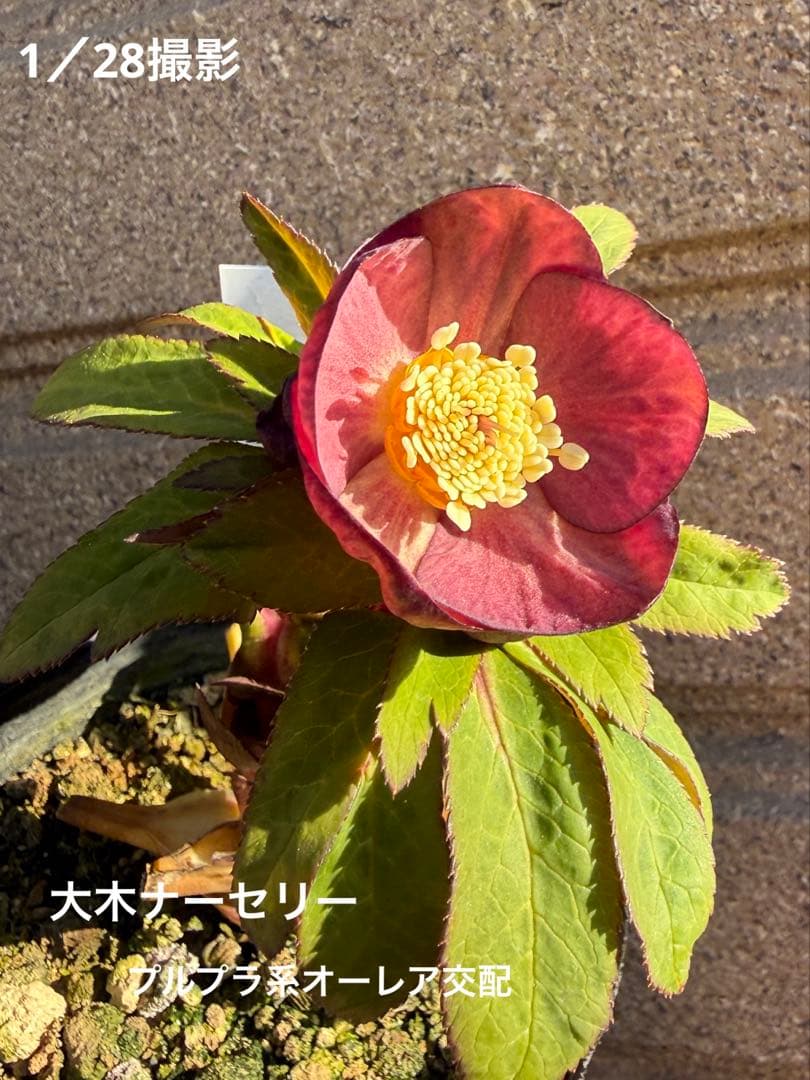 未株分】大木ナーセリー クリスマスローズ プルプラ系オーレア交配