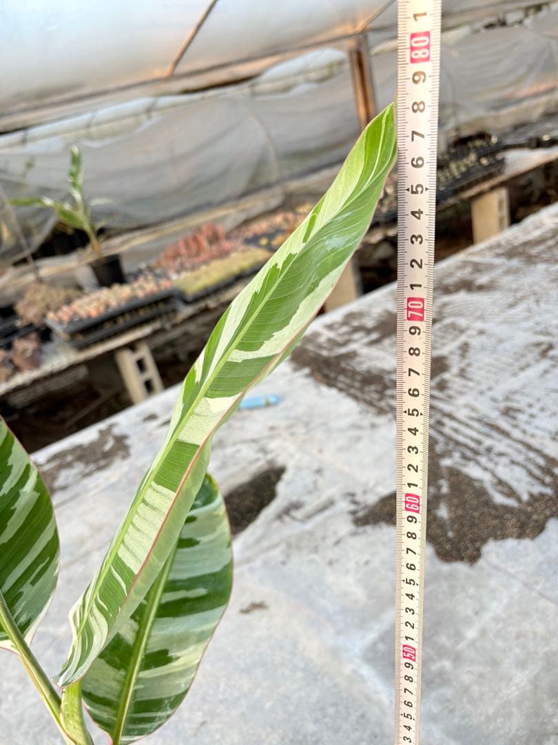 バナナ斑入り　アエアエ　美株　高さ80cm