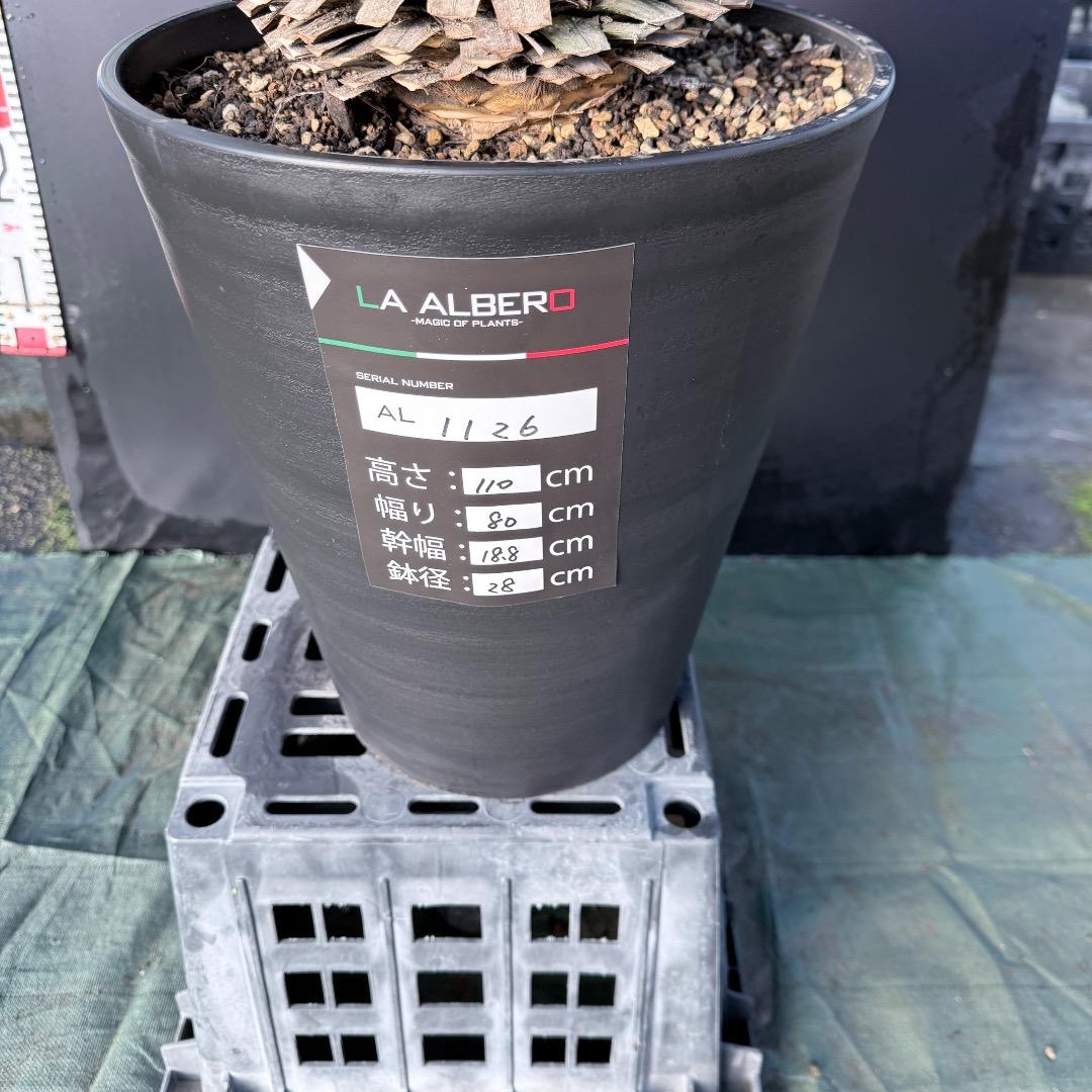 じ*歩様 【AL1126】ユッカ　リギダ