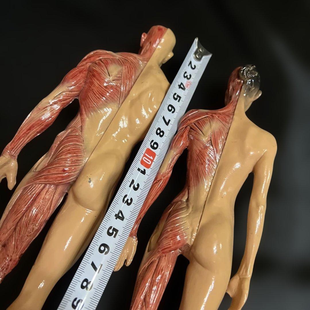 人体模型　貴重　激レア　男女