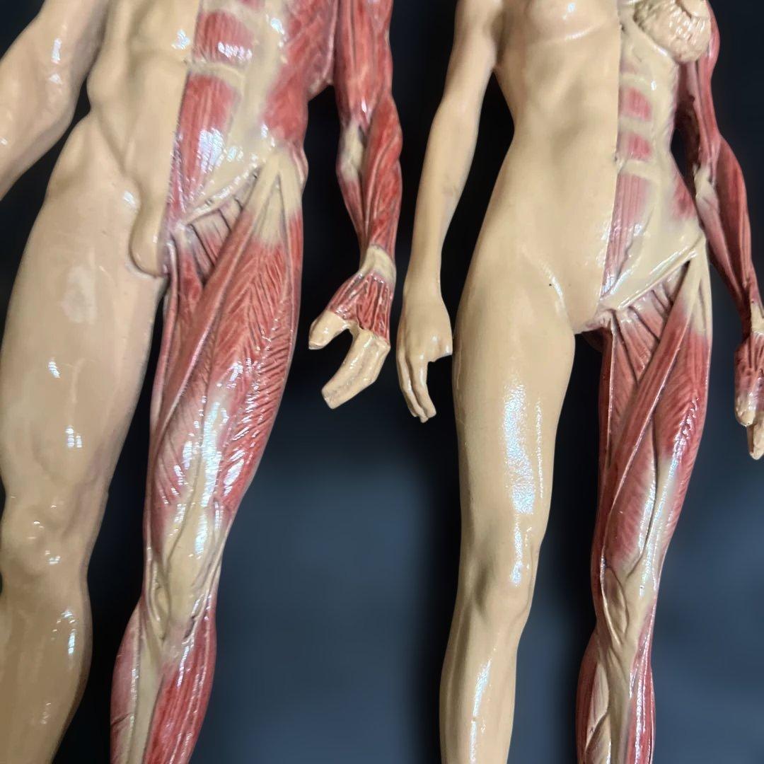 人体模型　貴重　激レア　男女