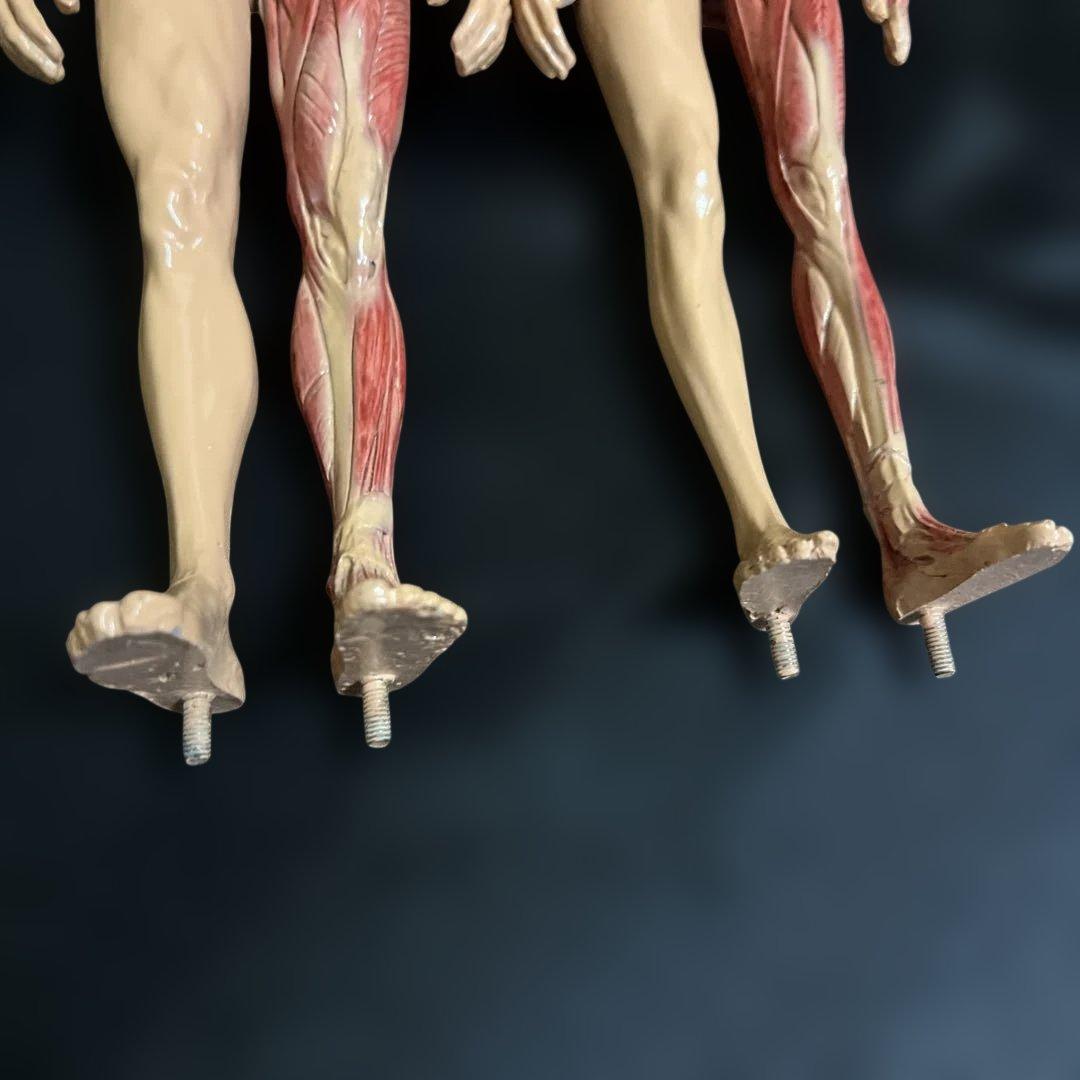 人体模型　貴重　激レア　男女