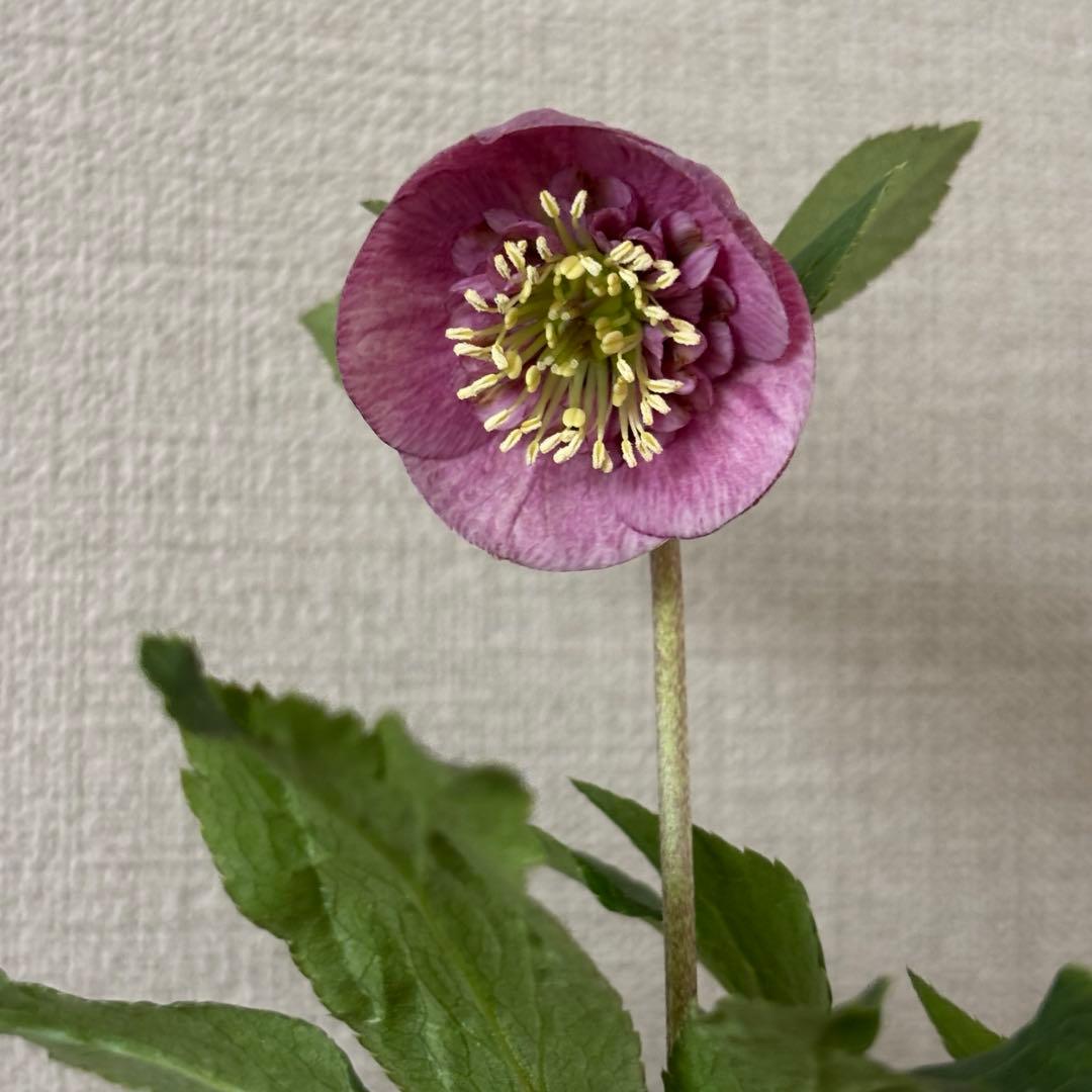 加藤農園 クリスマスローズ カップ咲き SD - メルカリ