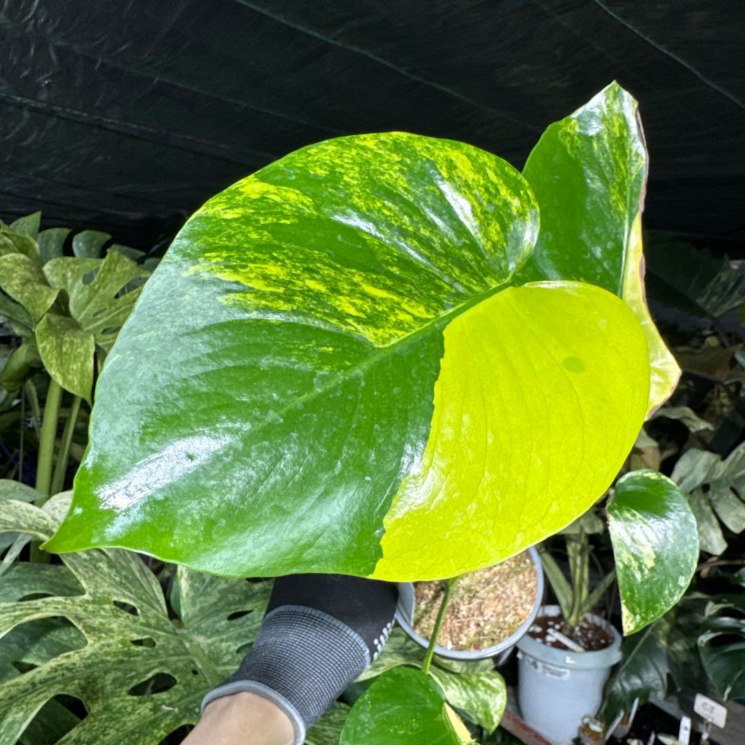 1モンステラ デリシオーサ イエローマリリン 黄斑入り - メルカリ