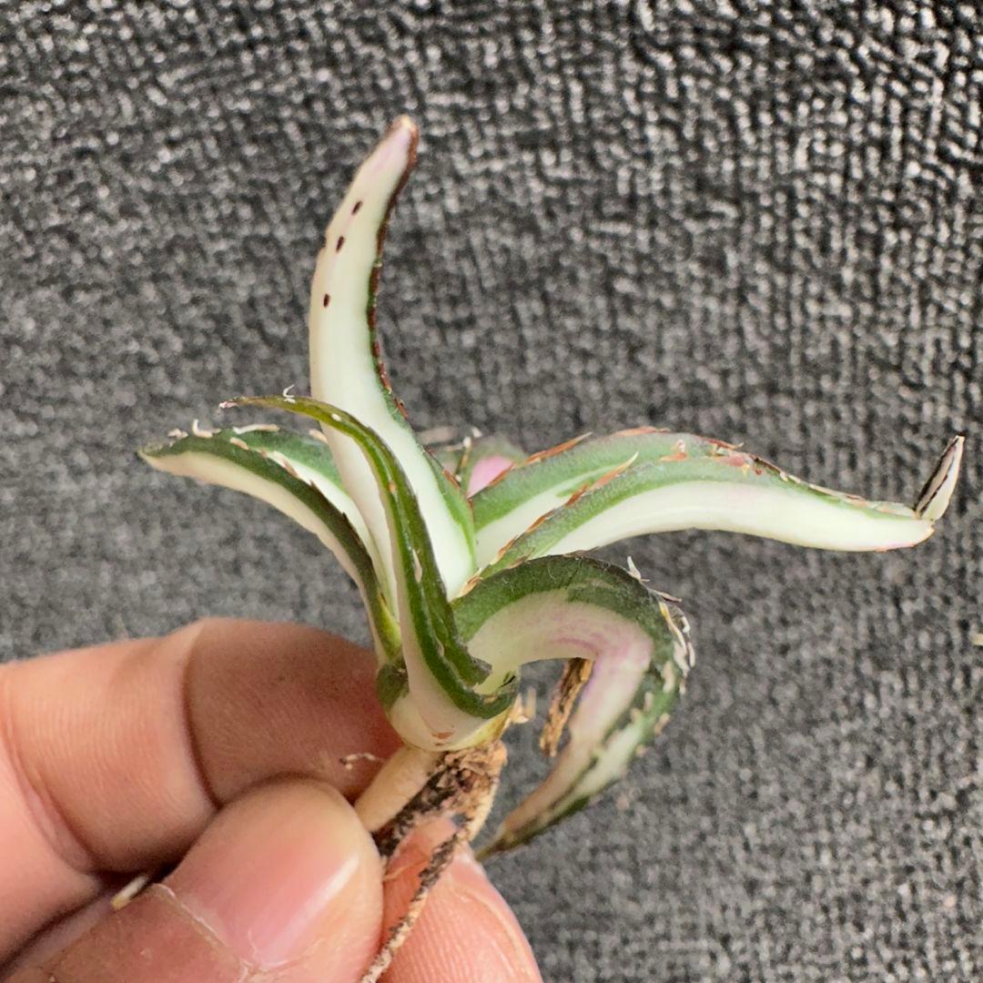 2171アガベ チタノタ 丸叶氷山錦 白中斑 極上中小株 5株セット - メルカリ