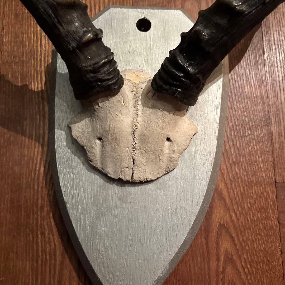 インパラ 頭骨 ハンティングトロフィー 標本 剥製 角 - メルカリ