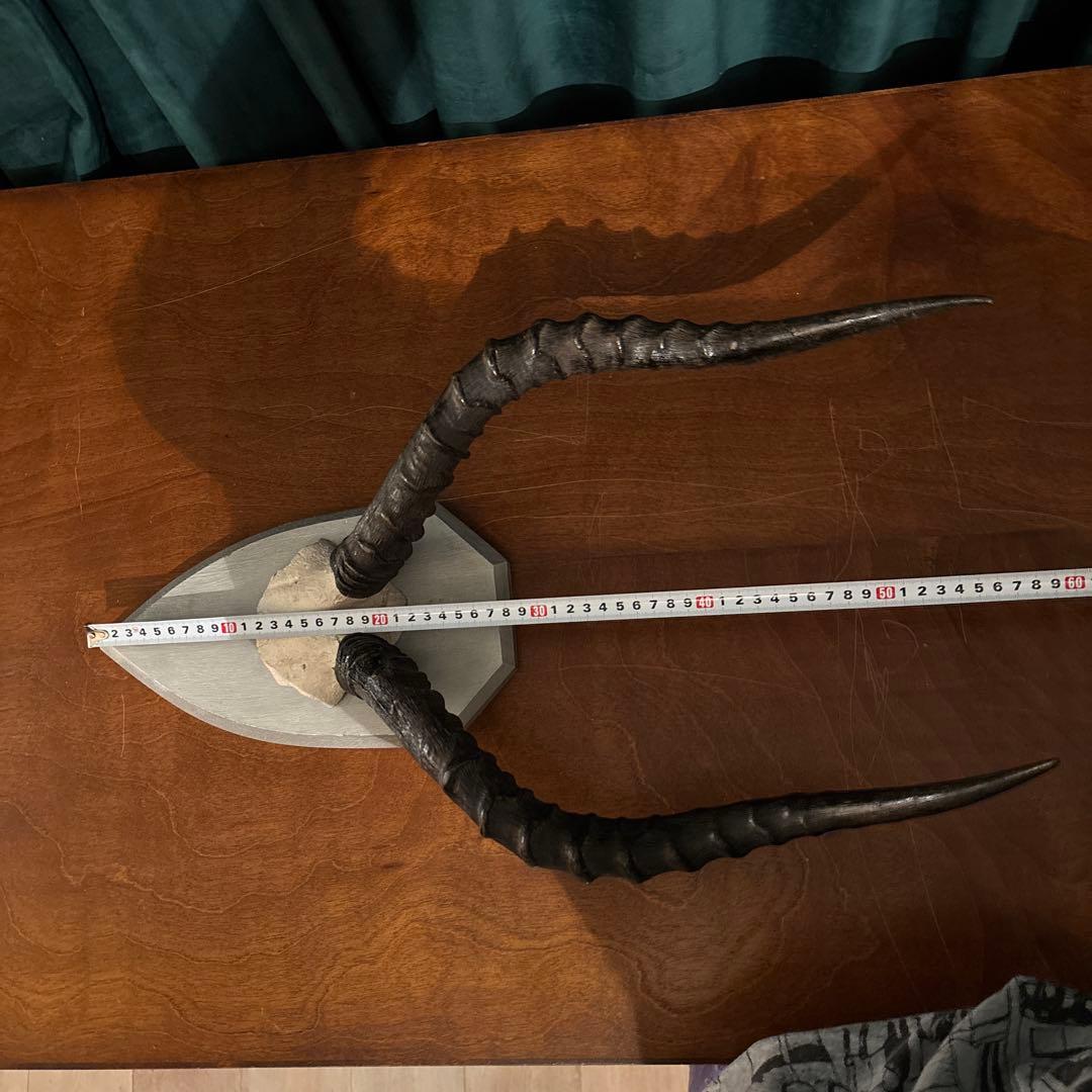 インパラ 頭骨 ハンティングトロフィー 標本 剥製 角 - メルカリ