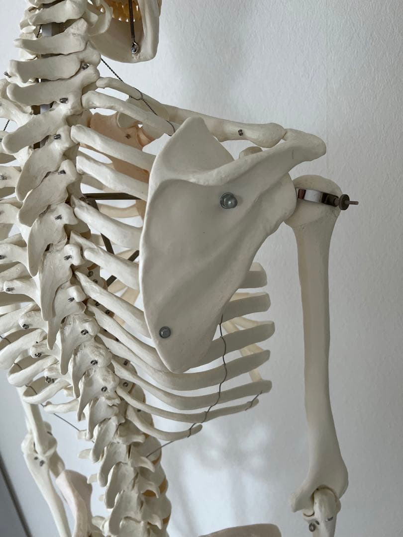 3B “スタン” 標準型骨格モデル A10