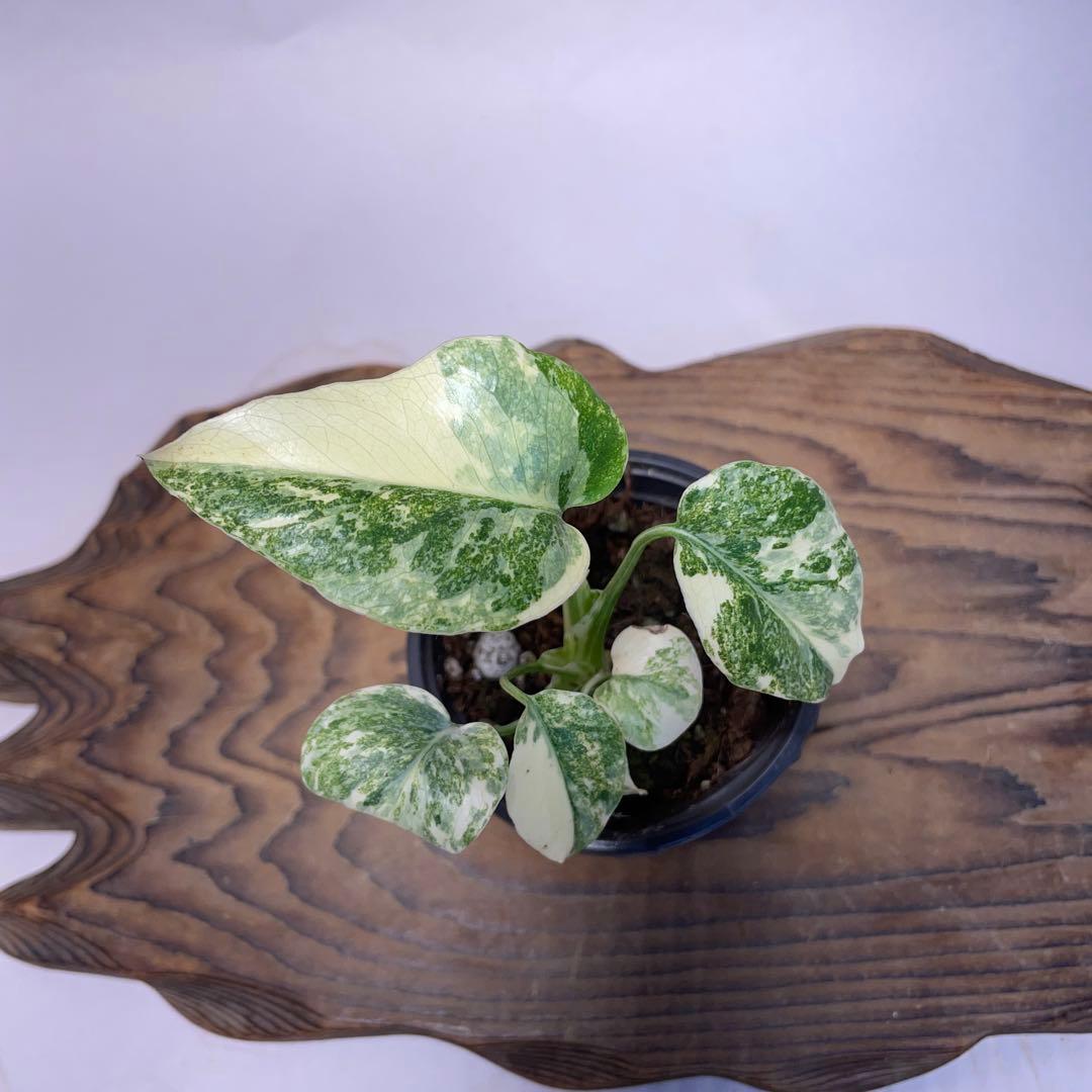 q25モンステラ デリシオーサ レガシー 斑入り - メルカリ