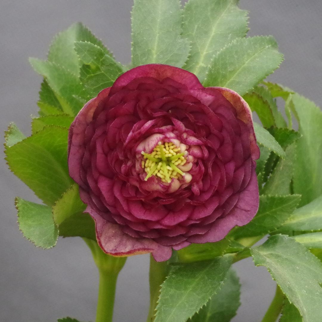 7612 認定！ シャガール クリスマスローズ開花 加藤農園