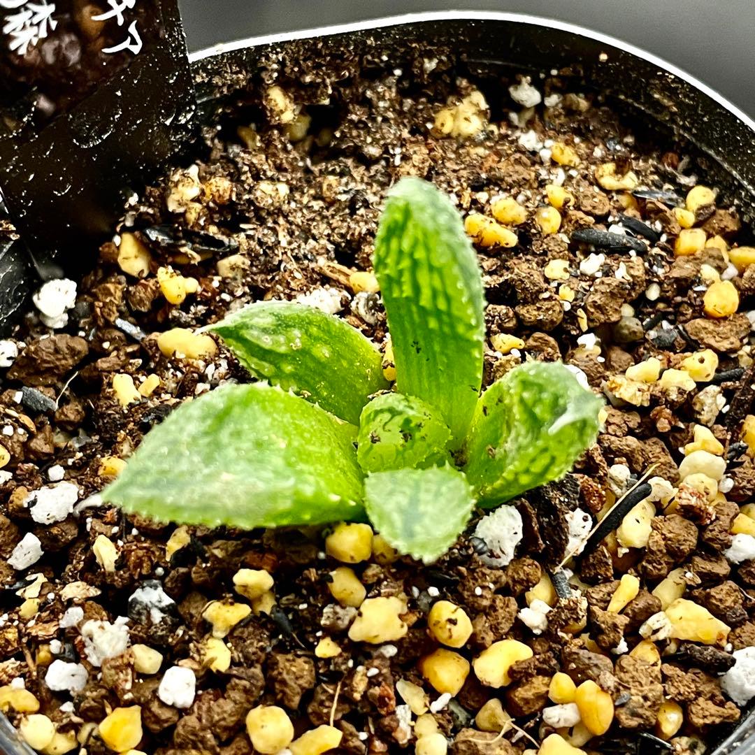 ハオルチア 闇の森(ハオルシア多肉植物) - メルカリ