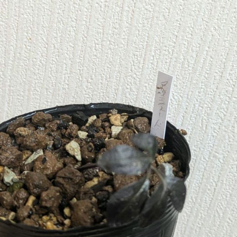 クリスマスローズ dd ピンク ニゲル アッシュードセルフ実生2年3号