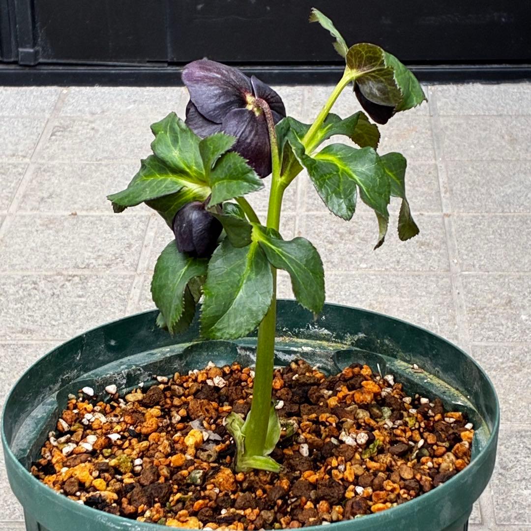 ま*こ様 3554☘️ラスト2☘️蕾花付☘️親株☘️特大7号⭐️黒タグ付(入手時