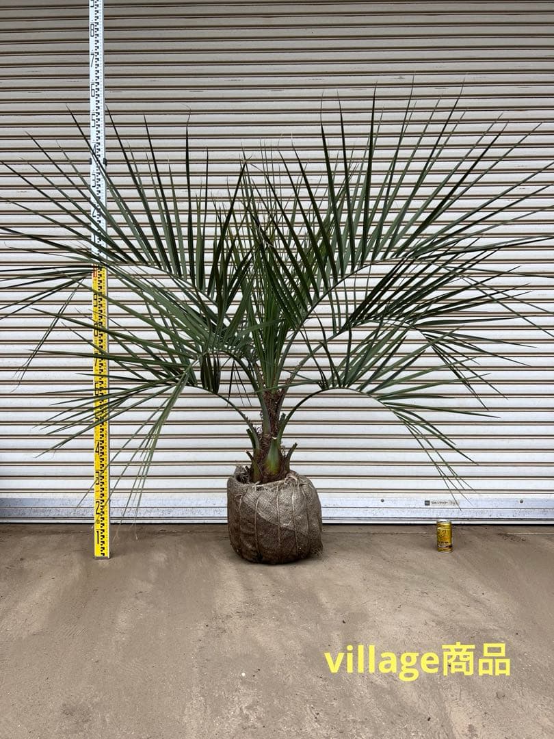 ユッカ ロストラータ 20株セット プレステラ105深鉢