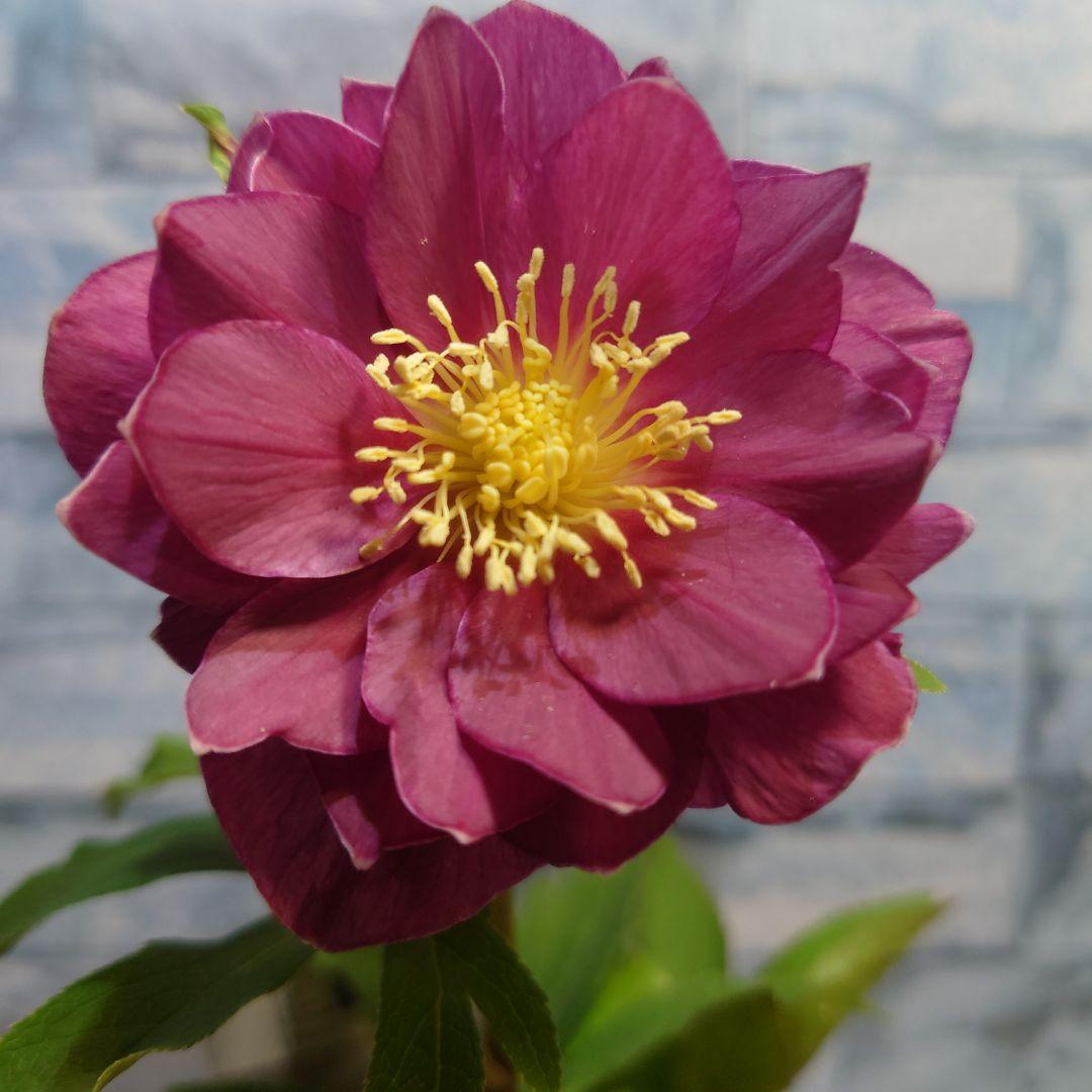 ☀️クリスマスローズ開花株❗☀️ 4号ロング鉢✕2☀