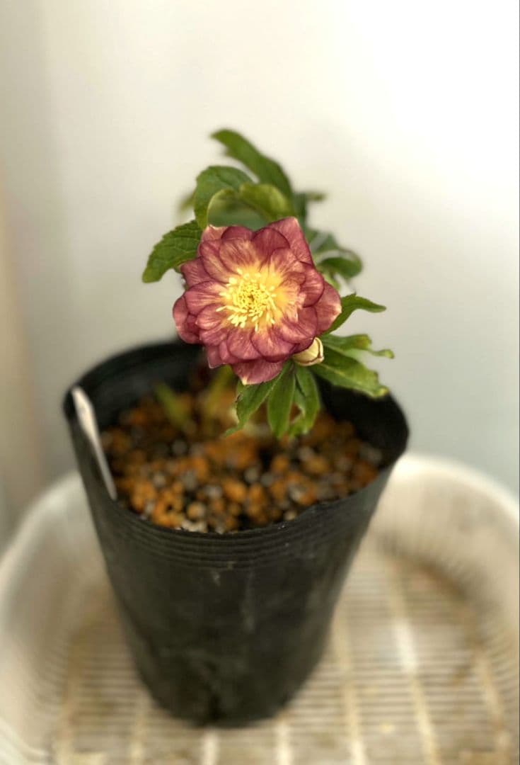 クリスマスローズ 広瀬園芸さん オーレア dd 苗 - メルカリ