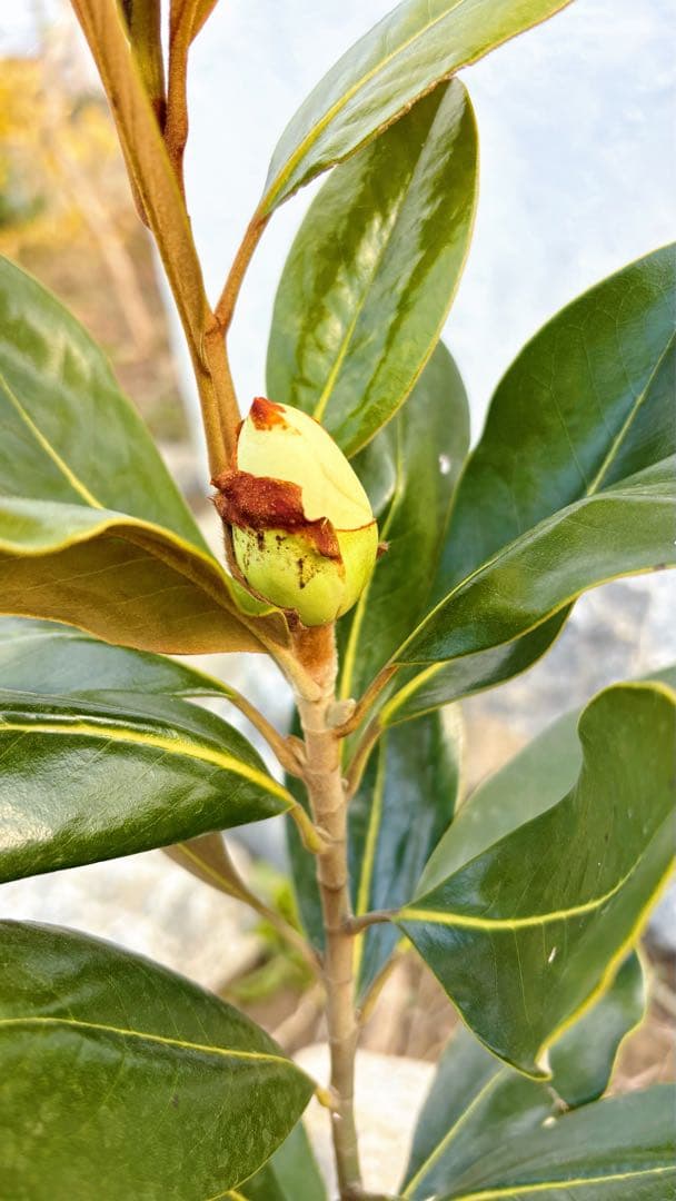 花芽付き♡リトルジェム64cm(鉢底から) - メルカリ