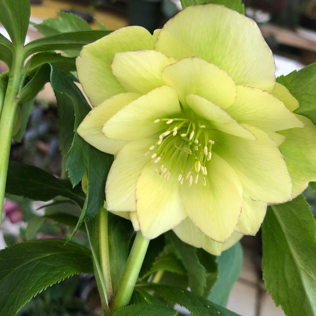 新春大特価 クリスマスローズ 八重 8種セット 豊園芸 花付き現品発送