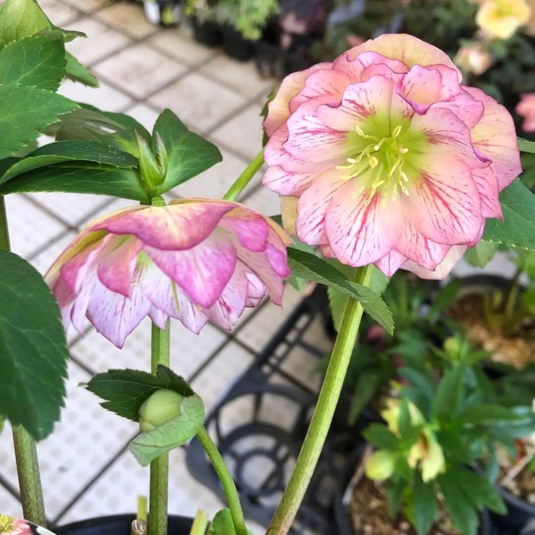 新春大特価 クリスマスローズ 八重 8種セット 豊園芸 花付き現品発送