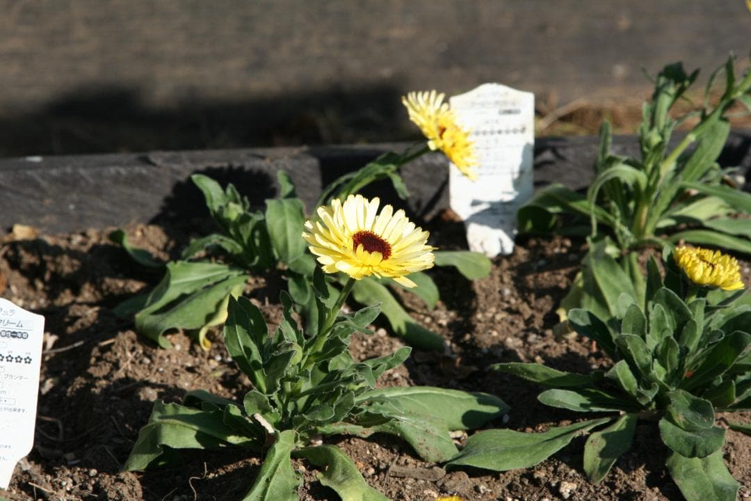 Canon EF24-105/4 L IS USM（動作確認済）