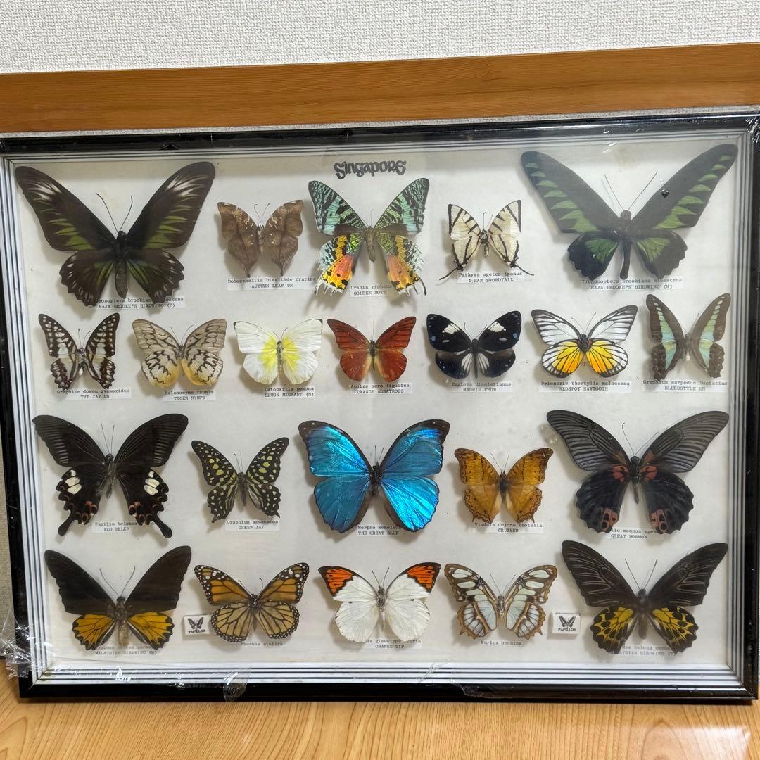 蝶 標本 額入り 22種　モルフォ　等　昆虫標本 蝶標本 まとめ売り 蝶標本「ゼフィリティモルフォ」 - 海福雑貨通販部