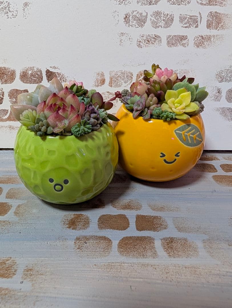 そのまま飾れる多肉植物寄せ植えレッドベリー錦入り2鉢セット③ - メルカリ