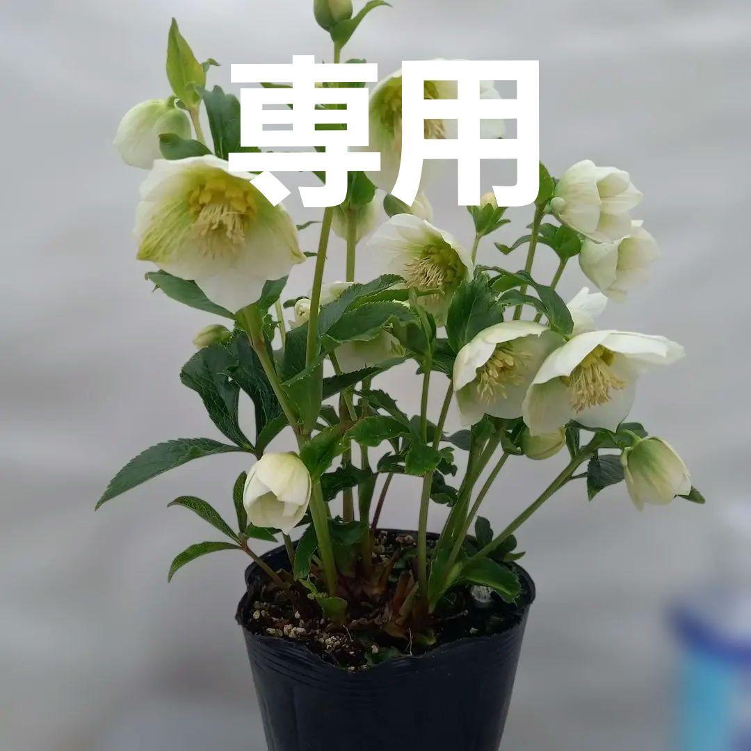 花もつぼみもいっぱい！セミダブルクリスマスローズ、大苗、開花株