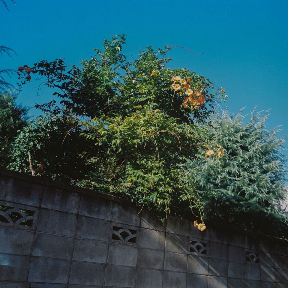 ROLLEIFLEX 3.5F Planar ＋ ローライナーⅢ