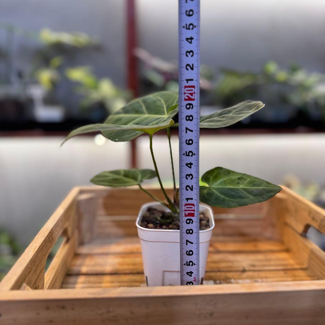 アンスリウム クリスタリナム ミント 斑入り アンスリウム クリスタ