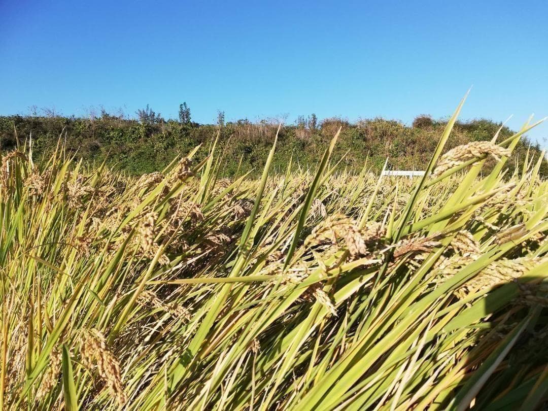 農薬不使用 ハッピーヒル（うるち） 種籾 1キロ 陸稲 黒米の籾200g付き