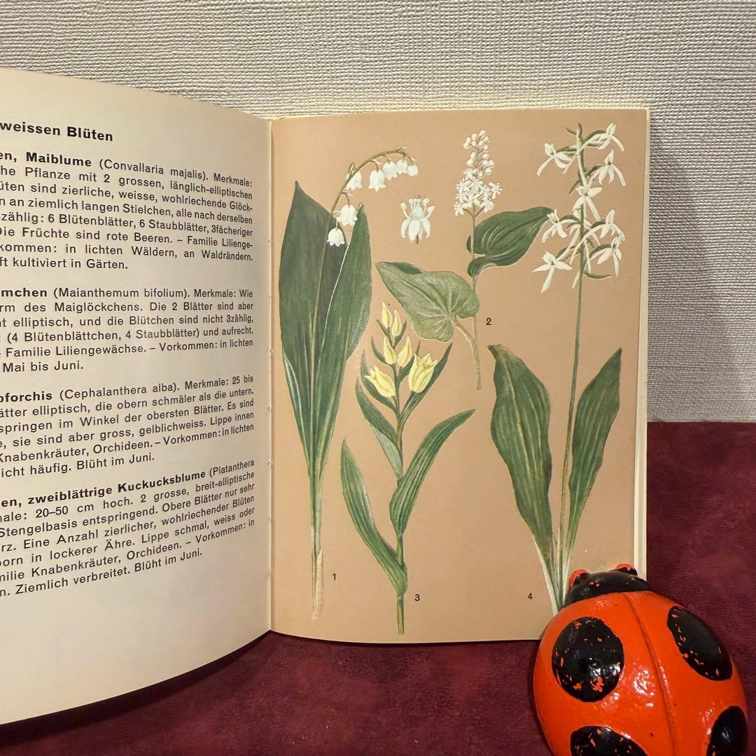 224⑨1973年ドイツ語植物図鑑 洋書古書 ジャンクジャーナル ボタン
