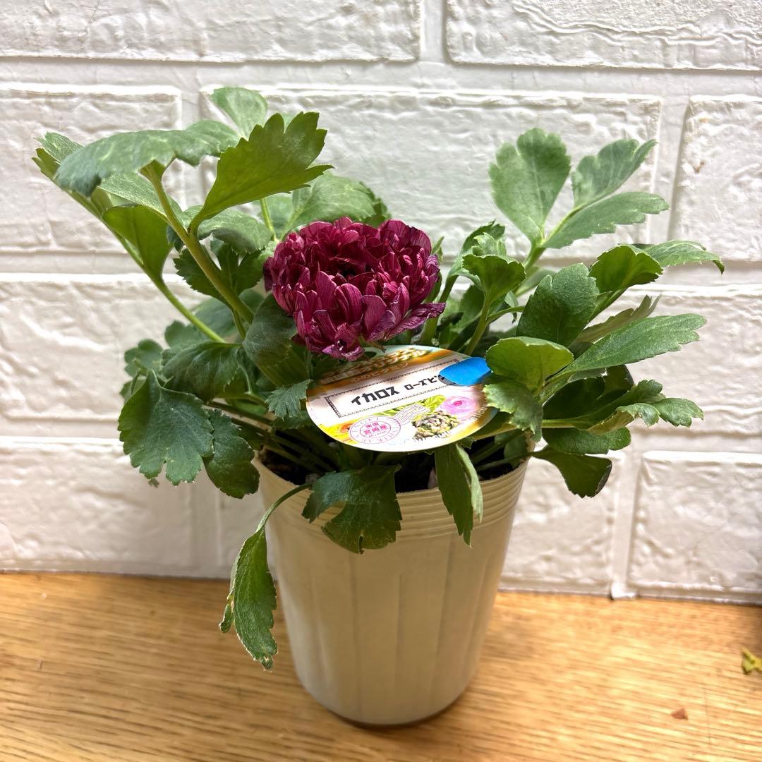 現品】ラナンキュラス♡綾園芸♡イカロスローズピンク♡3.5号ロング