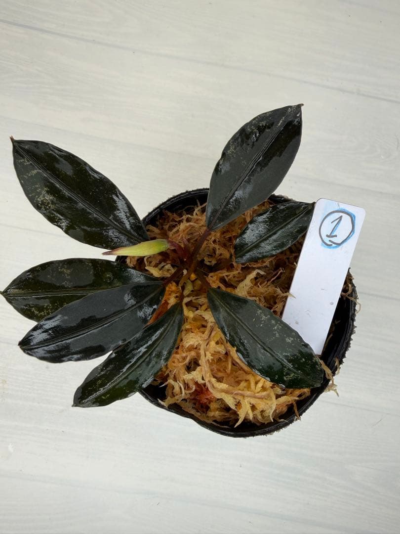 紫*ン様 ⭐︎ブセファランドラ モトレィアーナ黒青赤軸絶品個体①パダワン　根伏せ ⭐︎ブセファランドラ モトレィアーナ黒青赤軸絶品個体①パダワン 根