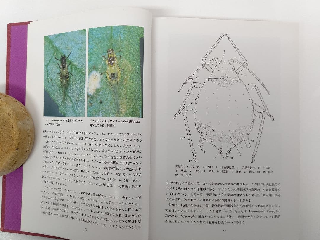 日本原色アブラムシ図鑑』アブラムシ 希少本 稀覯本 森津孫四郎 著