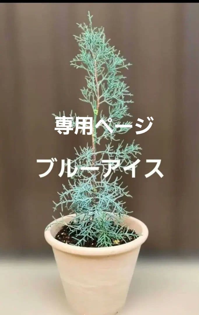 kaokao♡ ブルーアイス&ウエストリンギアスモーキー&ユーカリグニー 4個セット -Moana- – Coconut Glen's