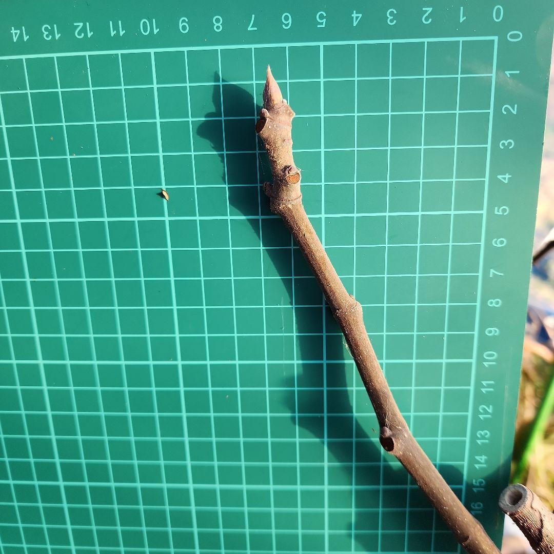 新鮮！イチジク くろあま 穂木 2本セット 。14 - メルカリ