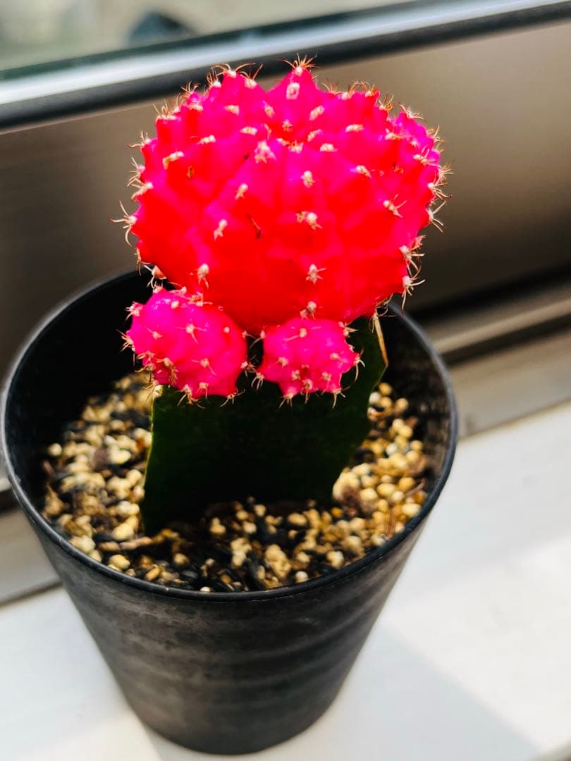 ♡SALE♡ピンク緋牡丹 サボテン苗、実生苗 抜き苗 接木 - メルカリ