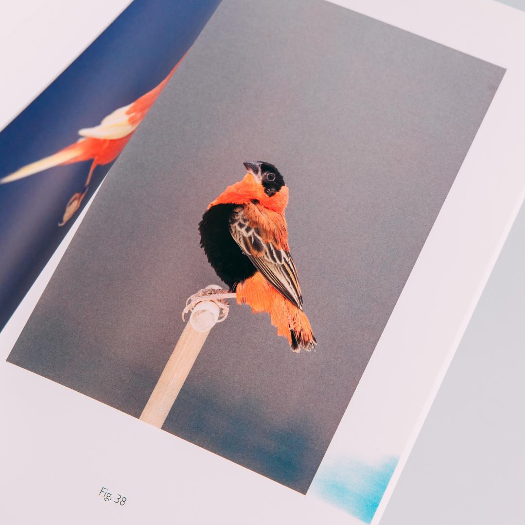 【美品】Luke Stephenson 作品集【希少本】